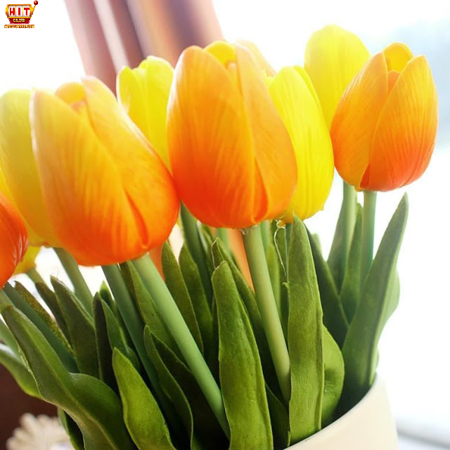 Ngủ mơ thấy hoa tulip màu vàng