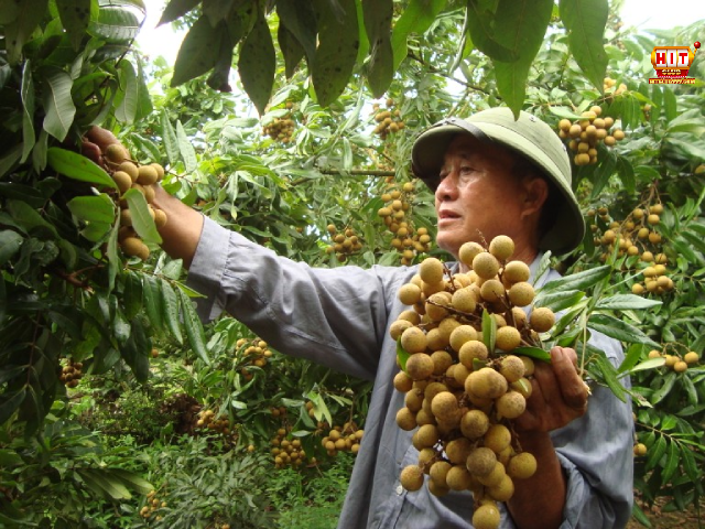 Ngủ mơ thấy hái quả nhãn