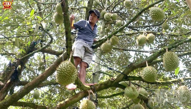 Ngủ mơ thấy hái sầu riêng